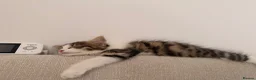 Mixed Breed cats for sale: Beautiful Girl kitten for sale  in Crewe - Advert 9