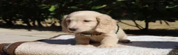 Miniature Dachshund dogs for sale: EXCEPTIONAL KC CREAM & BLACK/CREAM PUPPIES  - Advert 4