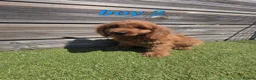 Cockapoo dogs for sale: 7 Adorable F1 Cockapoo pups ♥️🐕🐾 - Advert 5