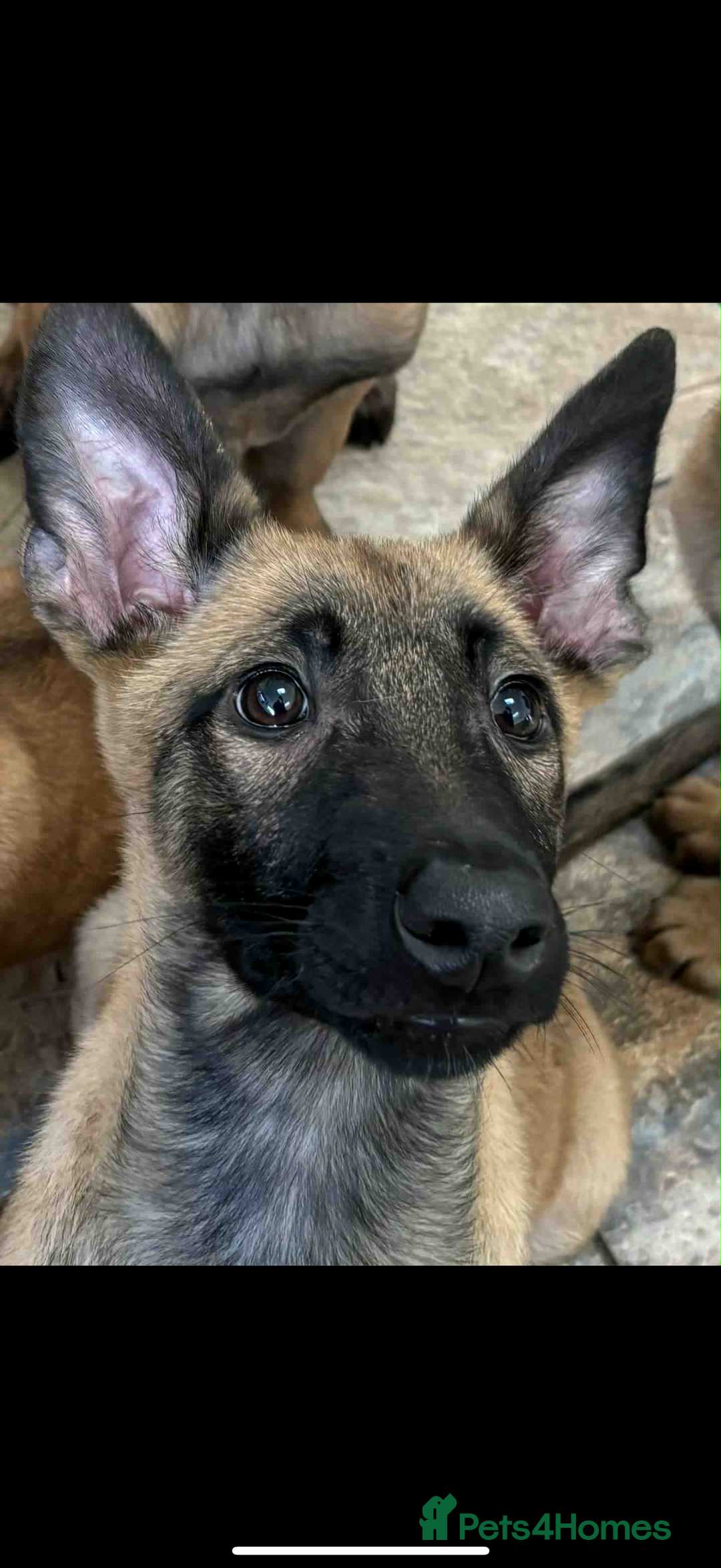 Belgian Shepherd Dog dogs for sale: Belgian malinois  - Image 2