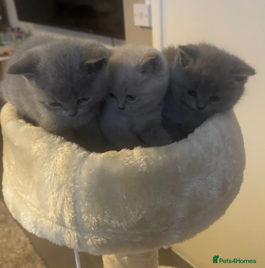 British Shorthair cats for sale: Lovely short haired British blue kittens - Advert 2