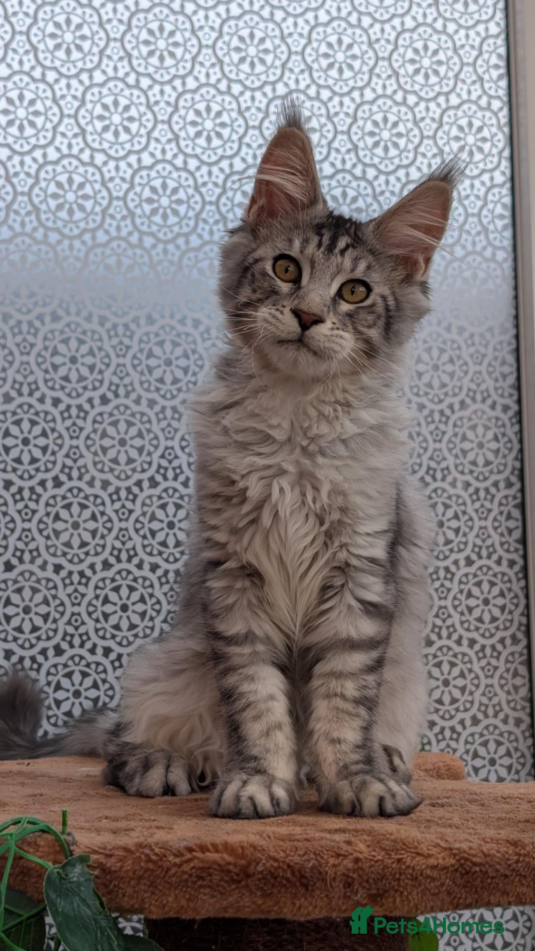 Maine Coon cats Stunning Tica registered Maine coon kittens - Advert 1