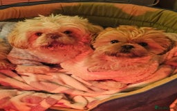 Shih Tzu dogs for sale: Imperial shih tzu puppies  - Image 6
