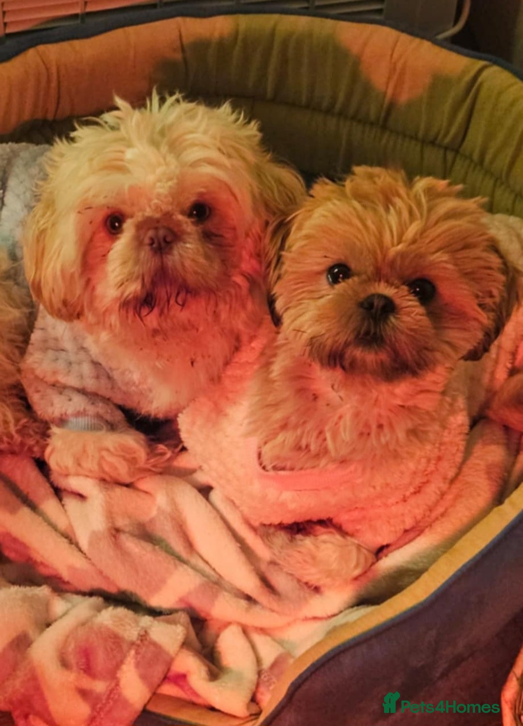 Shih Tzu dogs for sale: Imperial shih tzu puppies  - Image 6