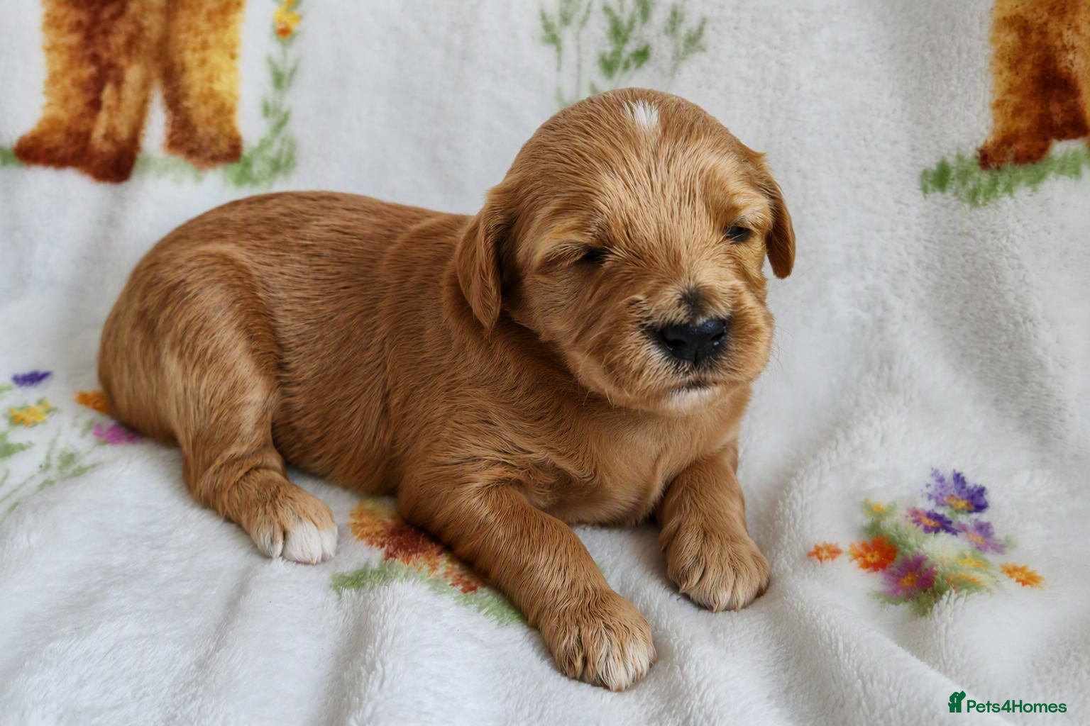 Goldendoodle dogs Health tested Australian Double Doodles - Advert 2