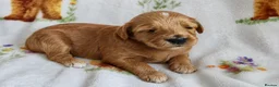 Goldendoodle dogs for sale: Health tested Australian Double Doodles - Advert 2