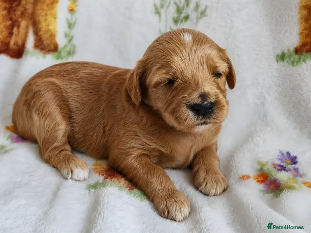 Goldendoodle dogs for sale: Health tested Australian Double Doodles - Advert 2