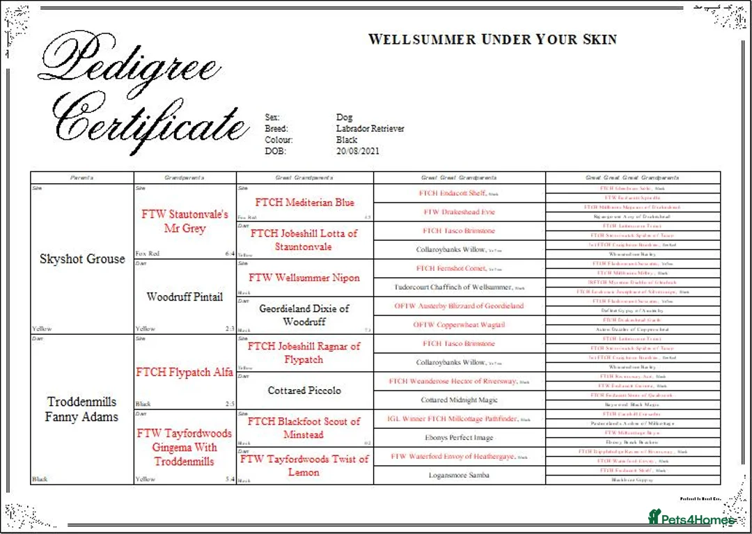 Labrador Retriever dogs for stud: Black Working Labrador Stud Dog Health Tested in Christchurch - Advert 5