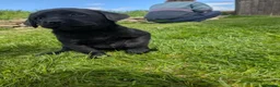 Labrador Retriever dogs for sale: Beautiful KC Labrador Puppies - Advert 12