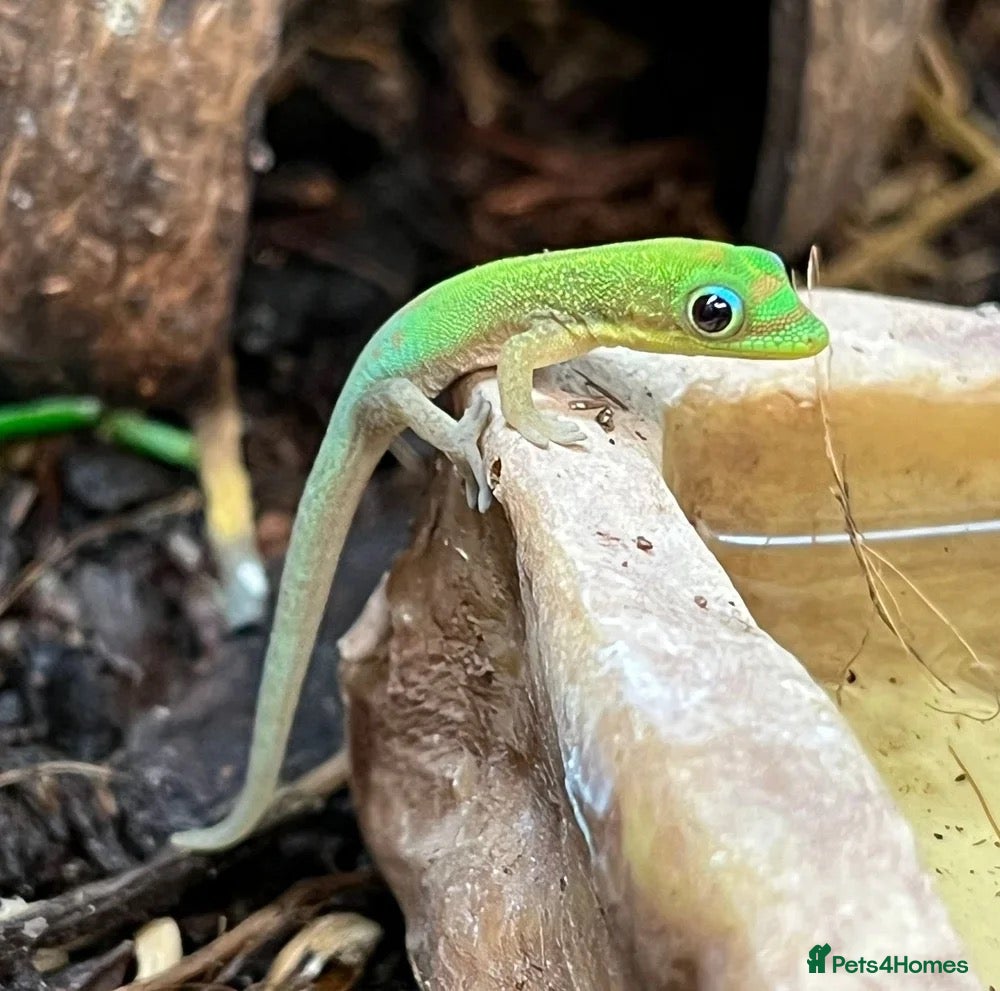 Gecko reptiles Juvenile Gold dust day geckos - Advert 1