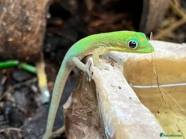 Gecko reptiles for sale: Juvenile Gold dust day geckos - Advert 1