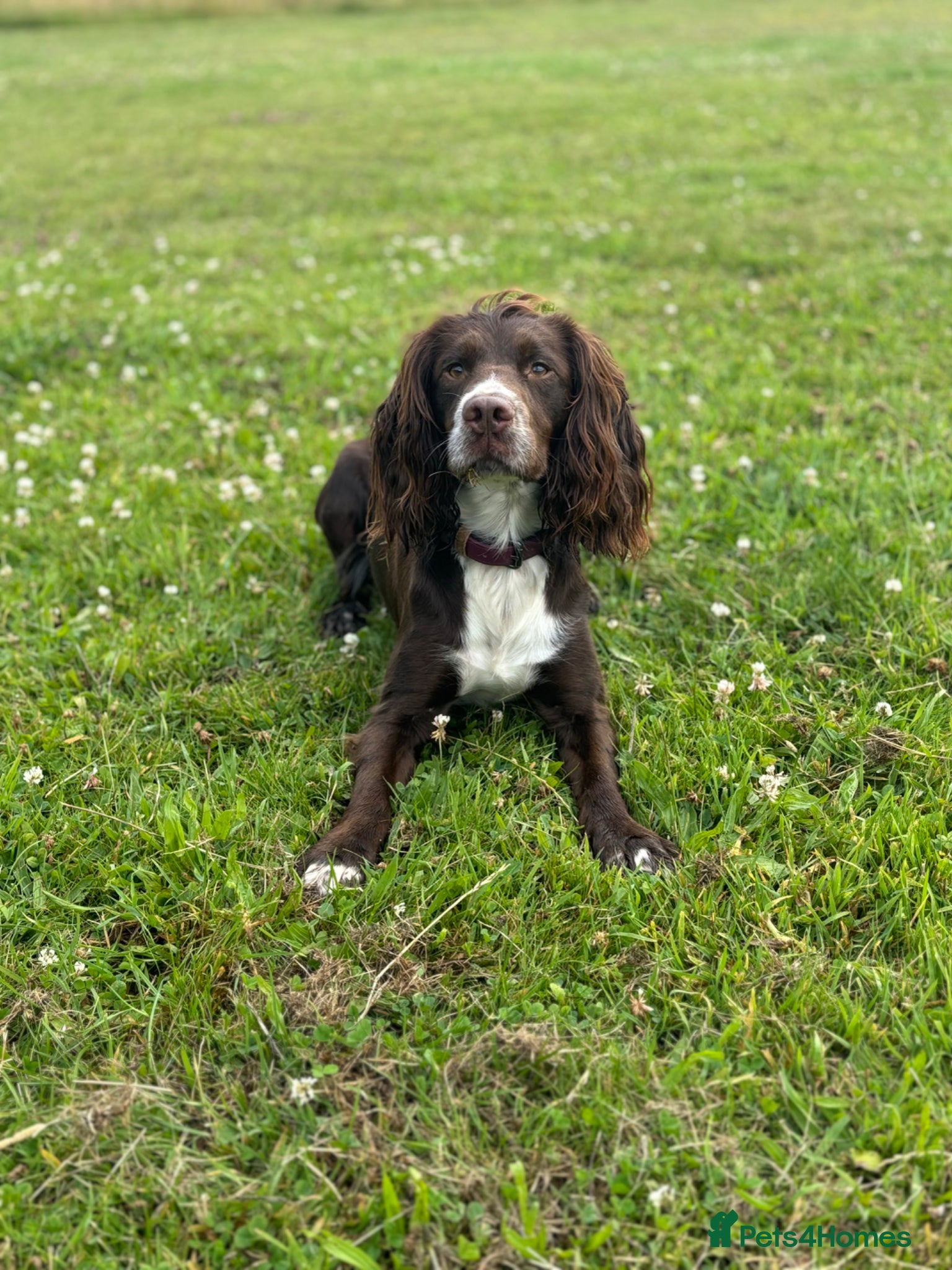 Cocker Spaniel dogs Working cocker spaniel  - Advert 2