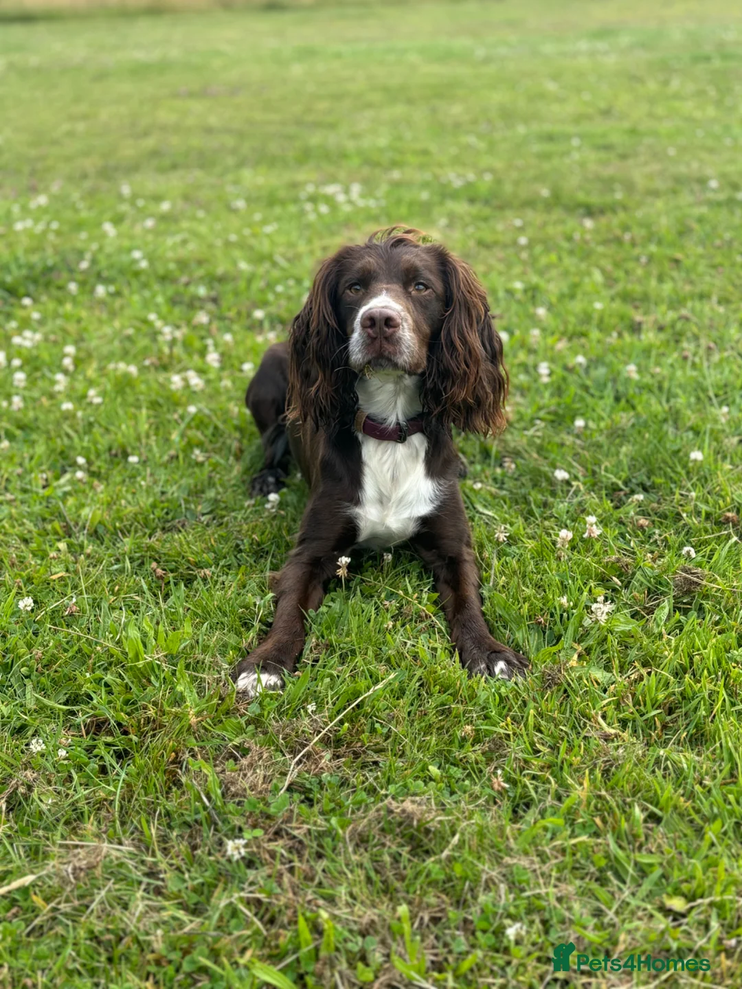 Cocker Spaniel dogs for sale: Working cocker spaniel  - Advert 1