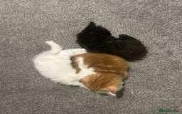 Ragdoll cats for sale: ragdoll x tabby  - Image 5
