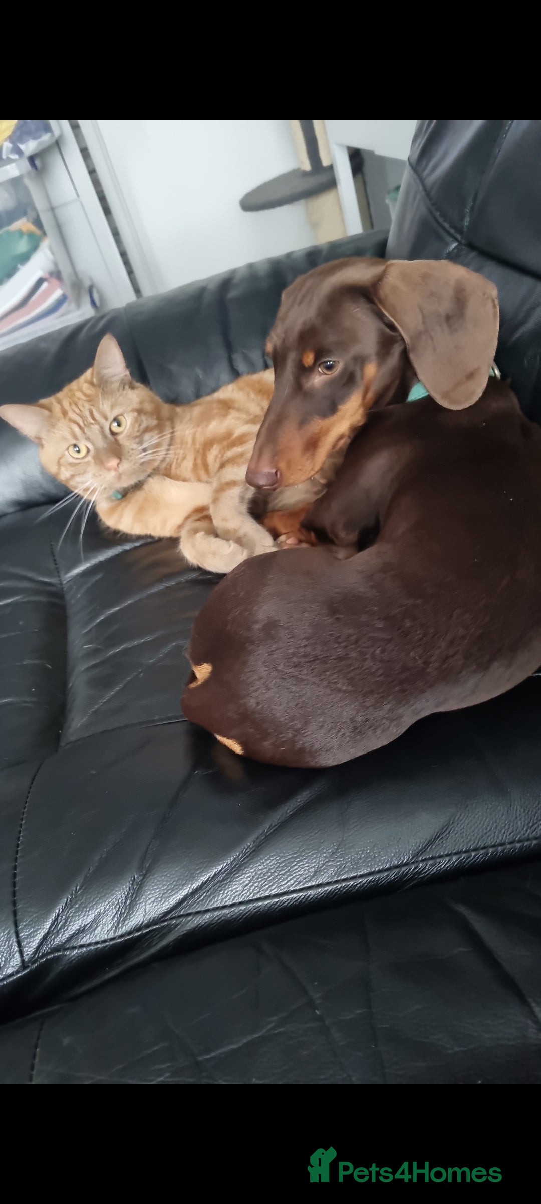 Miniature Dachshund dogs Proven Miniature Dashhound For Stud  - Advert 3