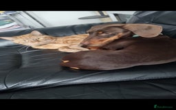 Miniature Dachshund dogs for stud: STUD ONLY  - Image 6