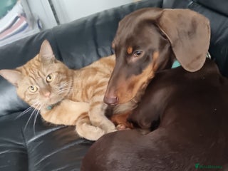 Miniature Dachshund dogs Proven Miniature Dashhound For Stud - Advert 5