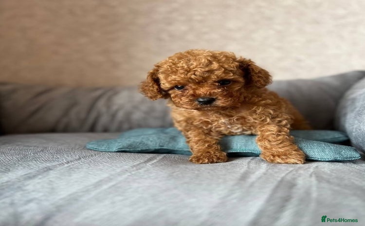 Toy Poodle dogs - Advert 2