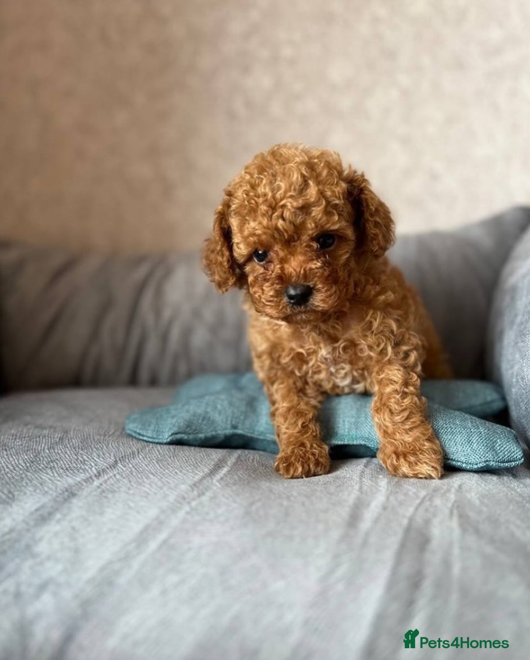 Toy Poodle dogs for sale: 💫🔥🦴F1 Toy Poodle puppies💥💤  - Image 1