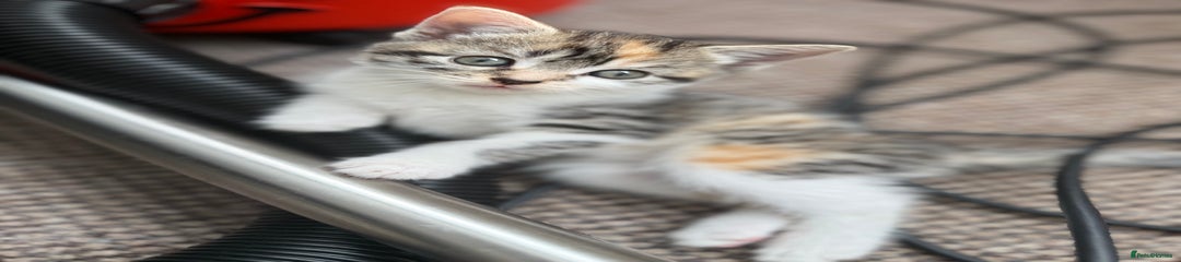 Mixed Breed Kitten 5