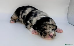 Mixed Breed dogs for sale: Floodle  - Image 9