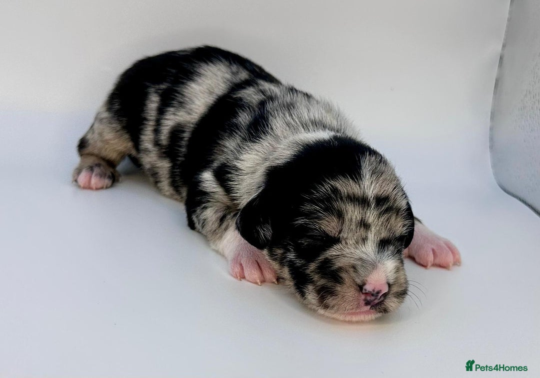 Mixed Breed dogs for sale: Floodle  - Image 9