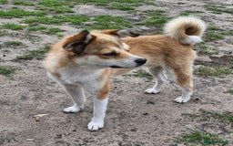 Mixed Breed dogs for adoption: 💙🐶 RUFIK 🐶💙 - Image 4