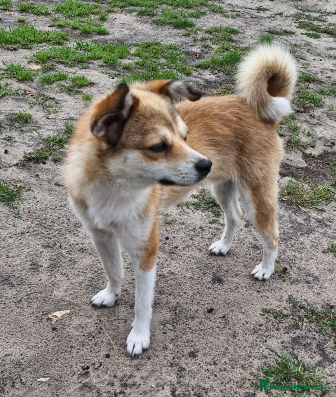 Mixed Breed dogs for adoption: 💙🐶 RUFIK 🐶💙 - Image 4