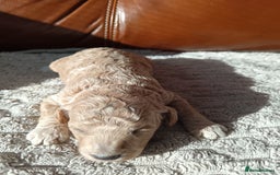 Cockapoo dogs for sale: Beautiful litter of cockapoos - Image 16