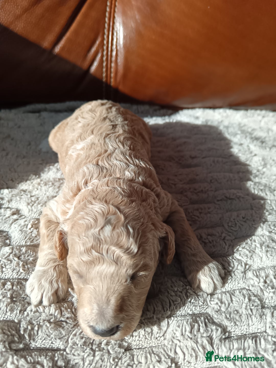 Cockapoo dogs for sale: Beautiful litter of cockapoos - Image 16