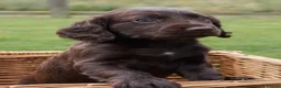 Cocker Spaniel dogs for sale:  Cocker spaniel puppies for sale  - Advert 17