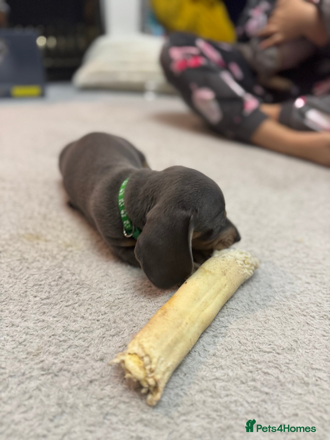 Miniature Dachshund dogs for sale: READY NOW  - Advert 5