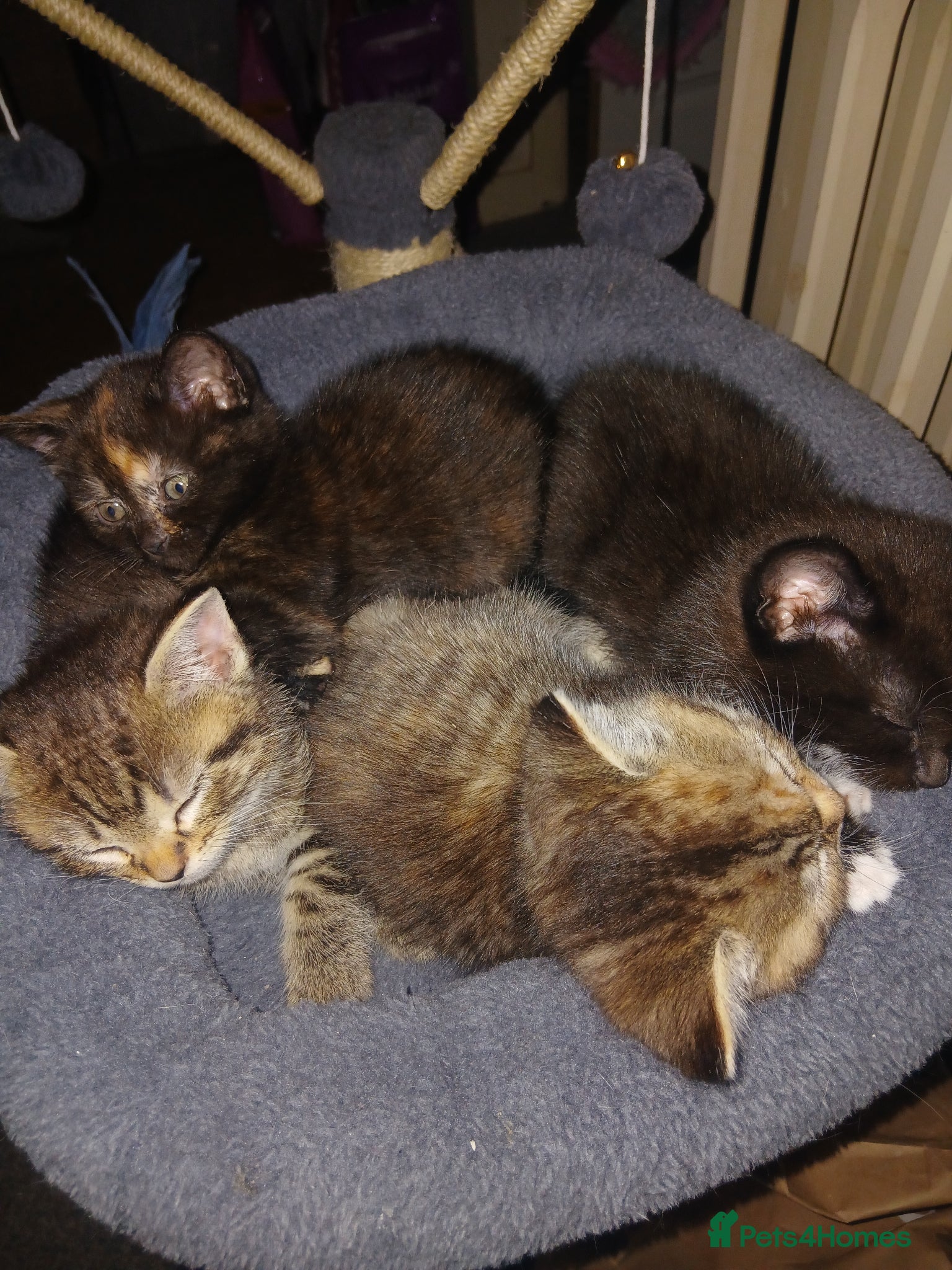 British Shorthair cats Kitten for sale  - Advert 3