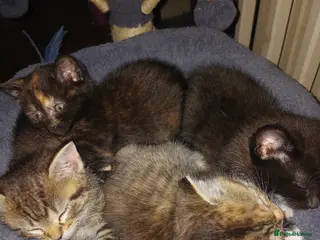 British Shorthair cats Kitten for sale - Advert 3