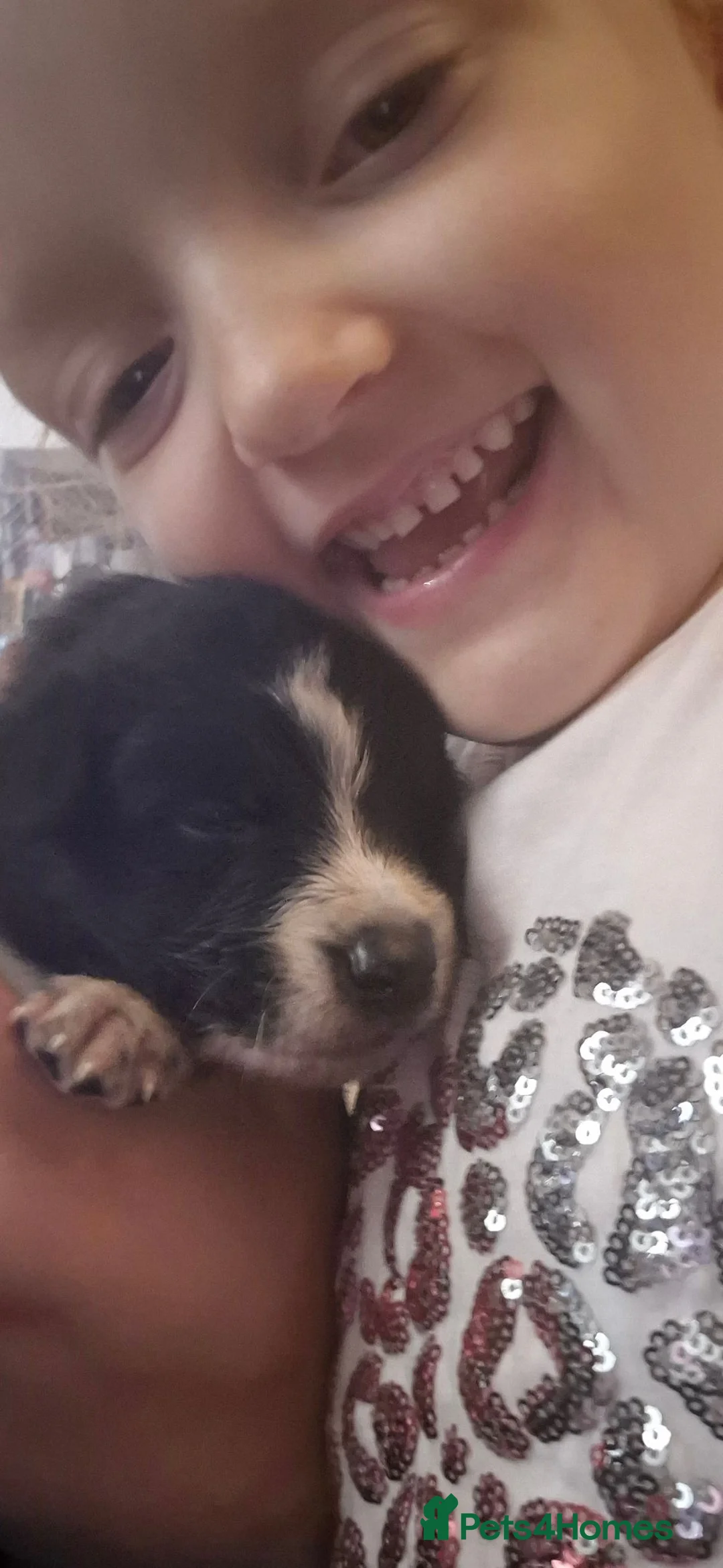 Mixed Breed dogs for sale: One male puppy for sale  - Advert 6
