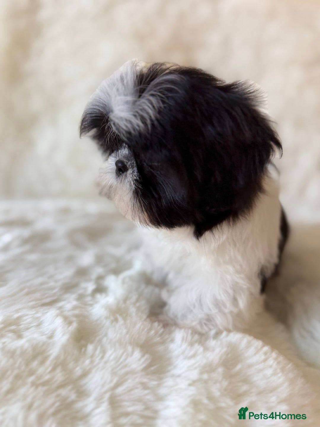 Shih Tzu dogs for sale: AMERICAN IMPERIAL SHIH TZU PUPPIES - Advert 13