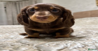 Miniature Dachshund dogs Miniature Dachshund chocolate and Tan long-hair - Advert 10