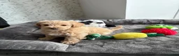 Maltipoo dogs for sale: *Ready to leave* Boy Maltipoo puppy for sale  - Advert 5