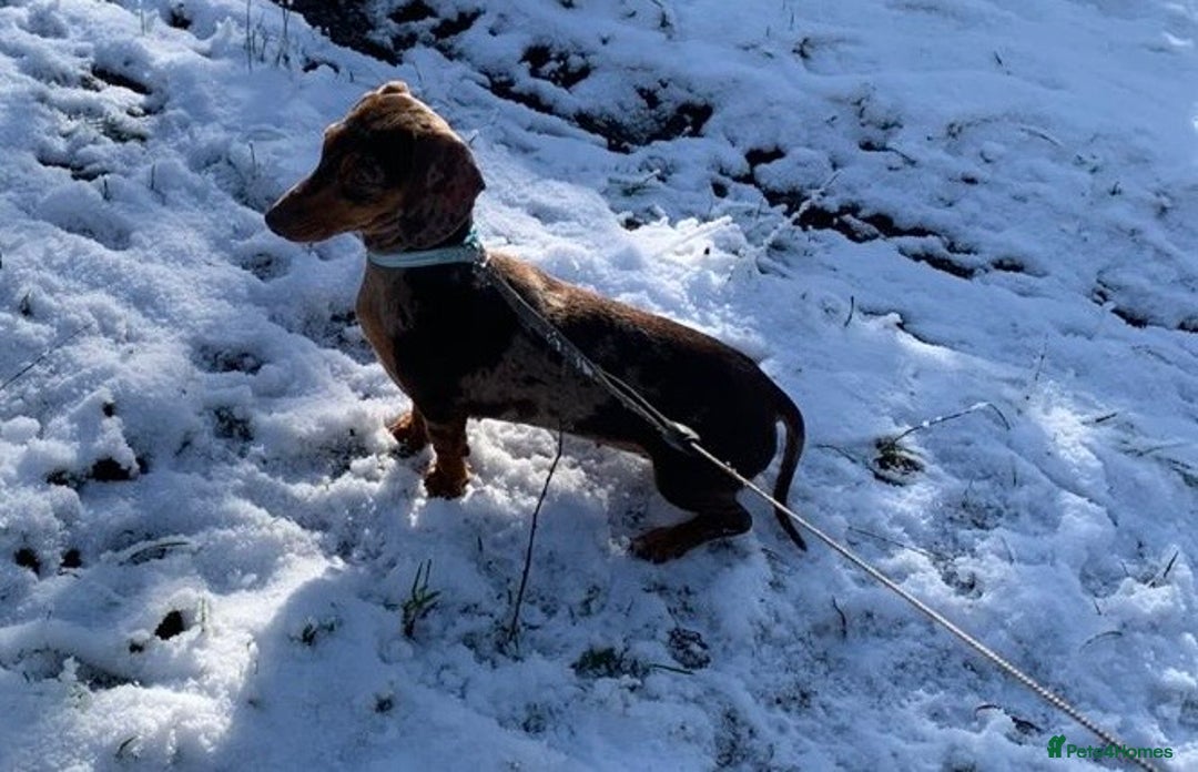 Miniature Dachshund dogs for sale: 5⭐️BREEDERS🏆KCREG🌸6GIRL💙1BOY🩺HEALTH TESTED🧬 - Image 35