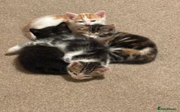 Mixed Breed cats for sale: 4 Gorgeous Kittens - Ready 1/11/25 - Image 1