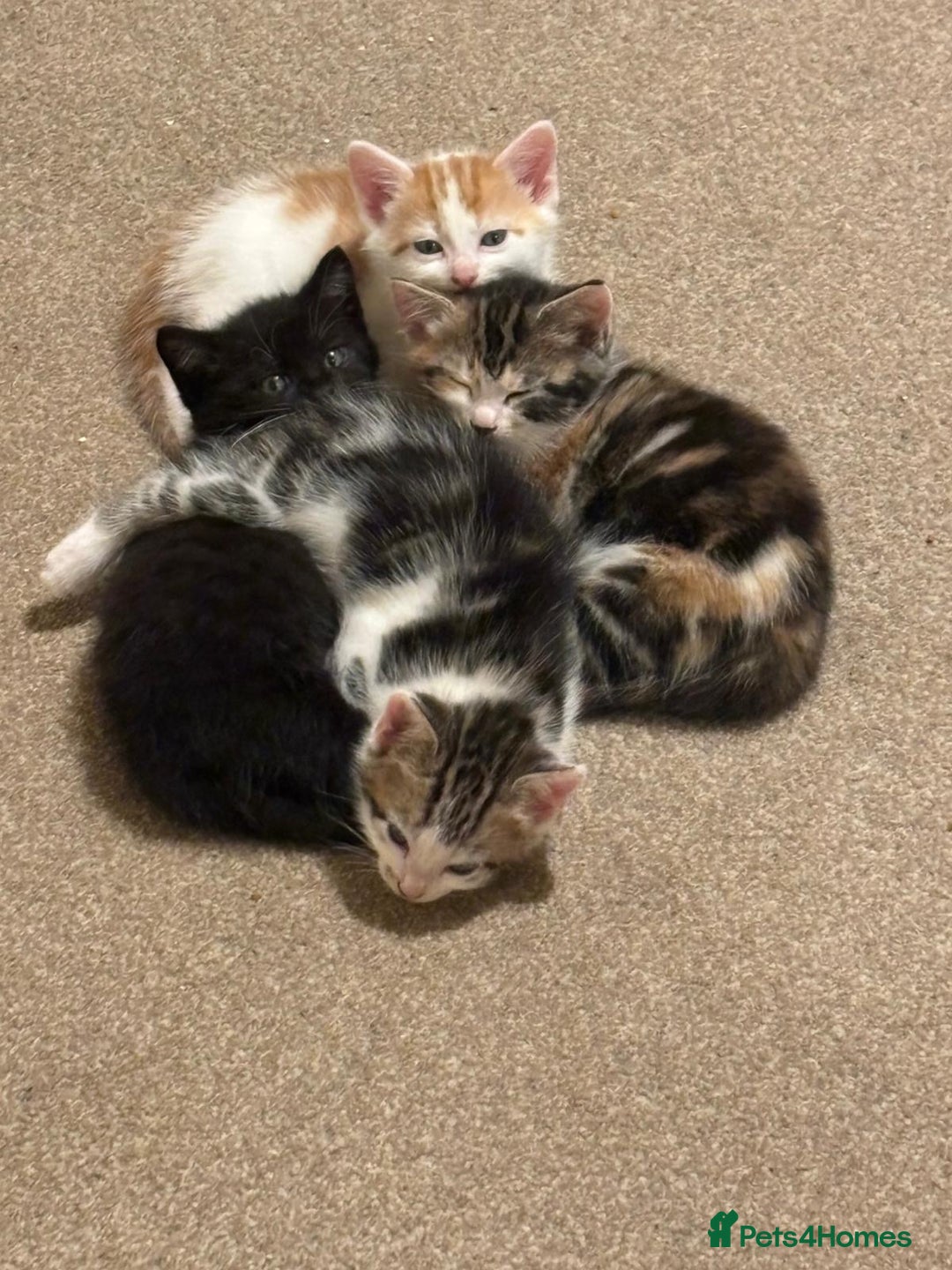 Mixed Breed cats for sale: 4 Gorgeous Kittens - Ready 1/11/25 - Image 1