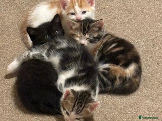 Mixed Breed cats - Advert 27