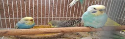 Budgerigars birds for sale: Budgies for sale Birmingham  - Advert 20