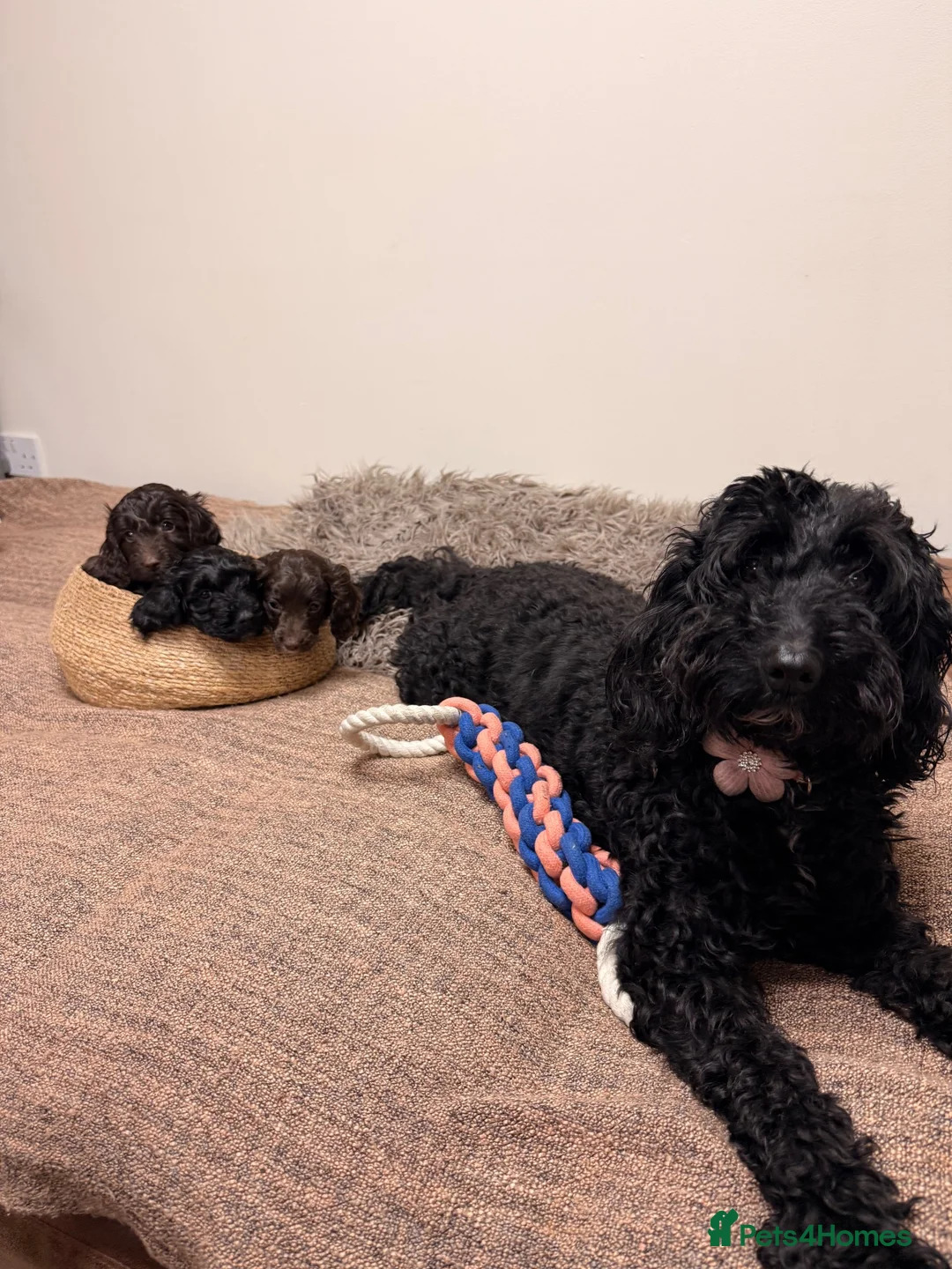 Cockapoo dogs for sale: 3 cockapoo puppies - Advert 1