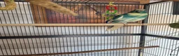 Parakeets birds for sale: Kakariki- breeding pair - Advert 5