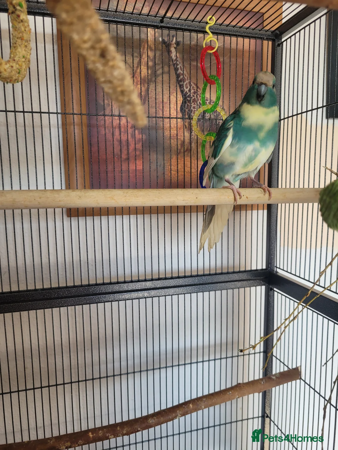 Parakeets birds for sale: Kakariki- breeding pair - Advert 5