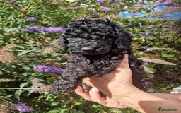 Cockapoo dogs for sale: EXCEPTIONAL HEALTH TESTED SHOW TYPE COCKAPOOS F1B - Image 16