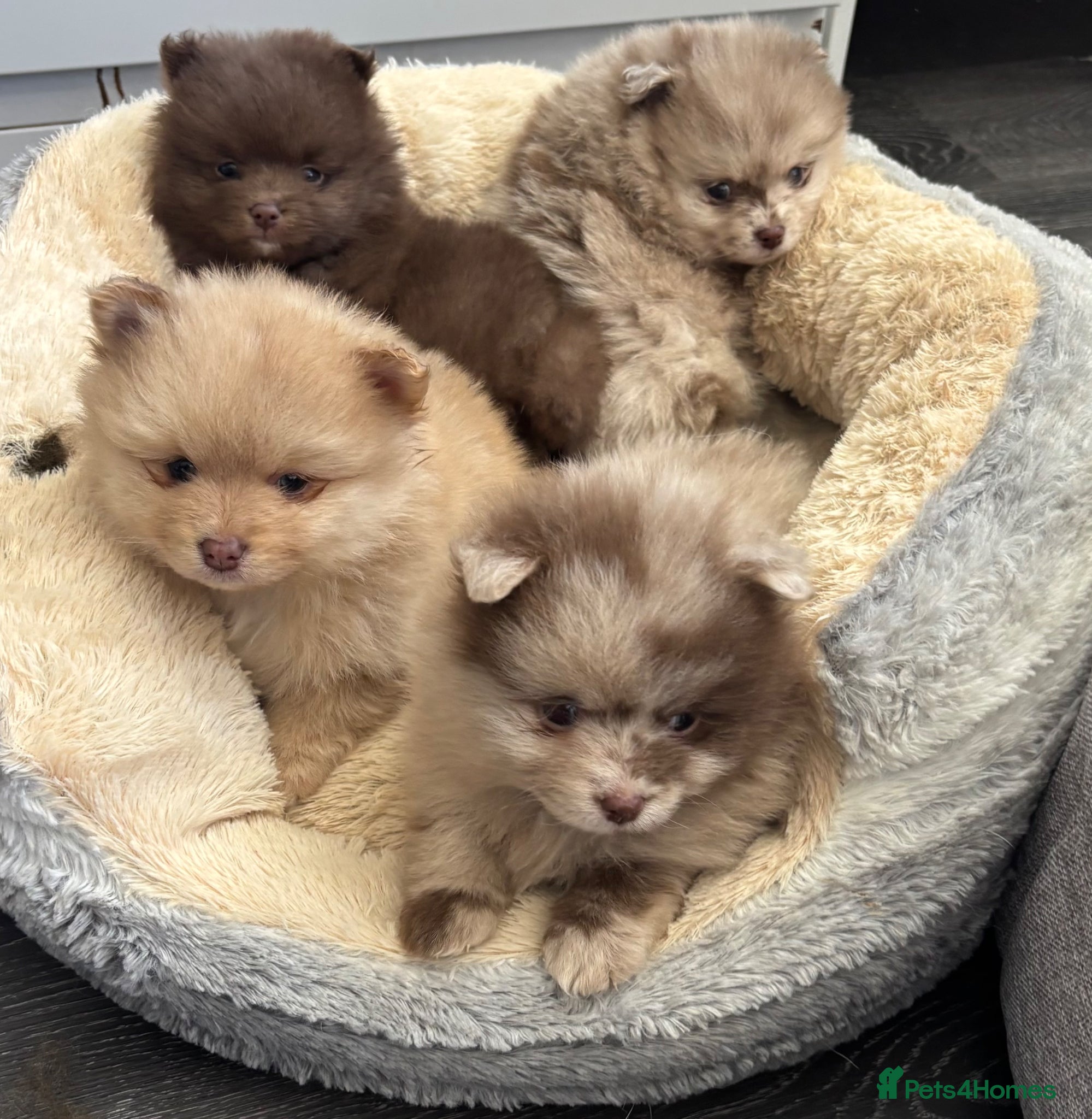 Pomeranian dogs for sale: Pups ready to leave chip and first jab done  - Advert 3