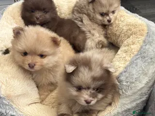Pomeranian dogs Puppy’s ready in 10 days grab them before they go - Advert 2