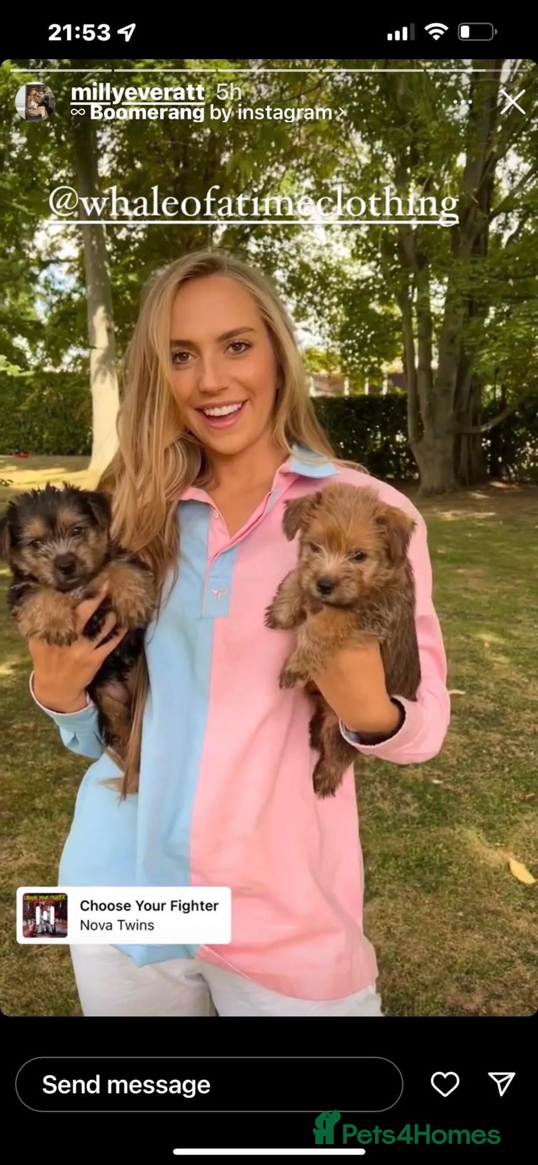 Norfolk Terrier dogs for sale: Silverlily £300 deduction on 1st years insurance! - Advert 12